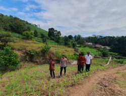 Kapolsek Bontocani Kunjungi Lahan Jagung di Desa Lamoncong, Dukung Ketahanan Pangan