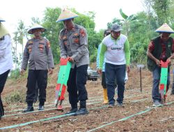 Polri Bersama Santri MHQ Tanam Jagung di Togeo Tonra, Bukti Nyata Kepedulian terhadap Ketahanan Pangan Nasional