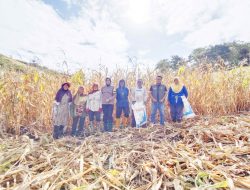 Brigpol Citra, Polisi Penggerak Pantau Proses Panen Jagung di Desa Lanca
