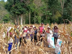 Bhabinkamtibmas Pantau Proses Panen Jagung Lahan Satu Hektar di Desa Binaannya