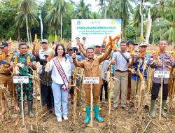 Sinergi Polri dan Pemda, Kapolres Bone Hadiri Panen Perdana Jagung Hibrida di Tellu Siattinge