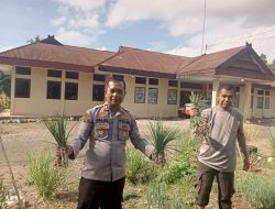 Kapolsek Libureng Panen Bawang di Lahan Pekarangan Bergizi Mapolsek Libureng.