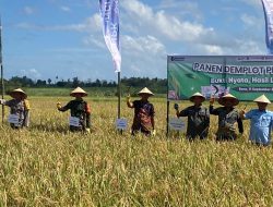 Bhabinlamtibmas Polsek Ponre Hadiri Panen Demplot Petroganik di Desa Binaannya