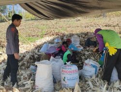 Bhabinkamtibmas Dukung Swasembada Pangan dengan Dampingi Petani Panen Jagung