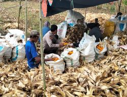 Polisi Penggerak Ketahanan Pangan Pantau Proses Panen Jagung di Lahan Satu Juta Hektar Binannya