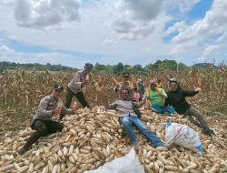 Kapolsek Ponre bersama Polisi Penggerak Ketahanan Pangan Hadiri Panen Jagung Kuartal Ketiga Tahun 2025 di Desa Bolli
