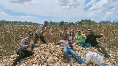 Kapolsek Ponre bersama Polisi Penggerak Ketahanan Pangan Hadiri Panen Jagung Kuartal Ketiga Tahun 2025 di Desa Bolli