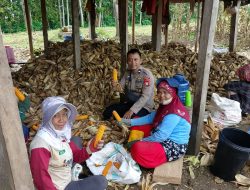 Polisi Penggerak Ketahanan Pangan Polsek Awangpone Ikut Serta dalam Panen Jagung Warga di Desa Jaling