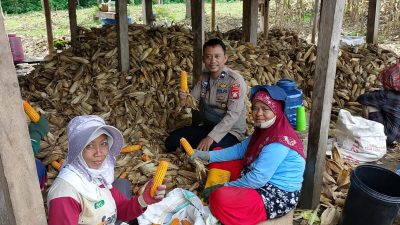 Polisi Penggerak Ketahanan Pangan Polsek Awangpone Ikut Serta dalam Panen Jagung Warga di Desa Jaling