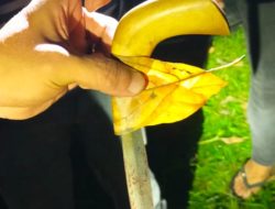 Cekcok Berujung Maut di Barebbo, Polisi Tangkap Pelaku Penusukan Dua Warga
