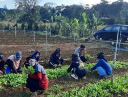 Bhabinkamtibmas Bripka Samsu Alam Bersama Mahasiswa Fakultas Pertanian Manfaatkan Lahan Pekarangan untuk Tanam Sayur Sawi