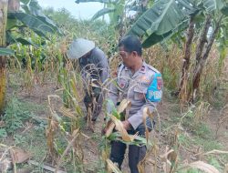 Dukung Ketahanan Pangan Nasional, Polisi Penggerak Polsek Cenrana Dampingi Warga Panen Jagung