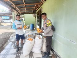 Sinergi Polisi dan Petani, Bripka Hamdan Ikut Panen Jagung di Lingkungan Lapanni Bone