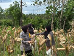 Bhabinkamtibmas Desa Kajaolaliddong Turut Serta Panen Jagung Hibrida Bersama Warga