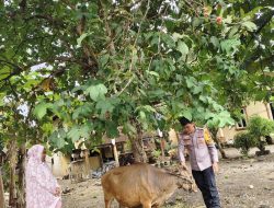 Seekor Sapi Diamankan Warga, Respons Cepat Polisi Datangi Lokasi Bersama Kepala Lingkungan 