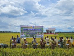 Dukung Swasembada Pangan 2025, Bhabinkamtibmas Polsek Palakka Hadiri Panen Perdana IP 300 di Desa Melle