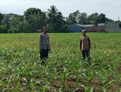 Dukung Ketahanan Pangan, Bripka Muh. Tachdir Kunjungi Lokasi Tanaman Jagung di Pinra