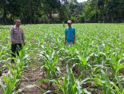 Polisi Penggerak Polsek Awangpone Peninjauan Lokasi Tanaman Jagung di Desa Kading