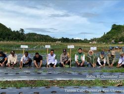 Bhabinkamtibmas Polsek Ulaweng Hadiri Kegiatan Penanaman Cabai di Desa Binaannya