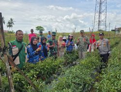 Bhabinkamtibmas bersama Warga Panen Raya Lombok di Desa Gona Wujud Kemandirian Pangan