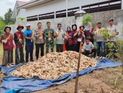 Kapolsek Salomekko Hadiri Panen Raya Jagung Kuartal I Tahun 2026