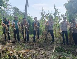 Kapolsek Ponre Bersama Unsur Tripika Melaksanakan Panen Jagung Serentak di Desa Pattimpa Ponre