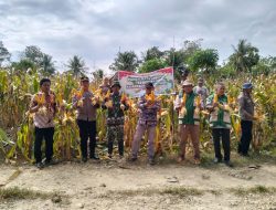 ‎Kapolsek Dua Boccoe Hadiri Panen Raya Jagung Kuartal I Tahun 2026