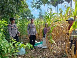 Kapolsek Awangpone Lakukan Pengecekan Langsung Kegiatan Pertanian di Lapangan, Ini Tujuannya