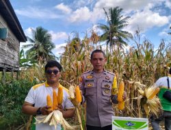 Komitmen Polres Bone, Pendampingan Polisi Penggerak Antar Petani Sukses Panen