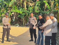 Wakapolsek Awangpone Dampingi Kabag SDM Polres Bone Laksanakan Pengecekan Jagung di Desa Paccing