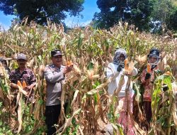 Polisi Penggerak Dampingi Kegiatan Panen Jagung di Dusun Gelora Desa Kading