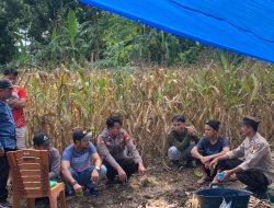 Tampung Keluh Kesah, Kanit Binmas dan Bhabinkamtibmas Sambangi Petani Jagung 