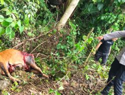 Respon Laporan Polsek Barebbo Gerak Cepat Datangi TKP Kasus Pencurian Sapi