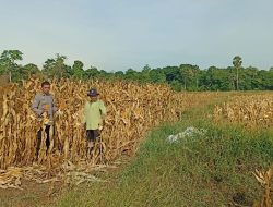 Polisi Penggerak Polsek Awangpone Melaksanakan Panen Jagung 1 Hektare di Desa Mallari
