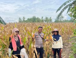 Bhabinkamtibmas Polsek Lamuru Panen Jagung Bersama Warga Mattampabulu