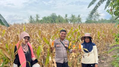 Bhabinkamtibmas Polsek Lamuru Panen Jagung Bersama Warga Mattampabulu