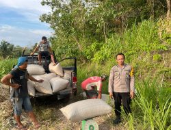 Bhabinkamtibmas Polsek Kahu Panen Jagung Bersama Warga di Desa Carima 