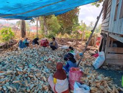Sebagai Polisi Penggerak, Bhabinkamtibmas Polsek Ulaweng Bantu Warga Panen Jagung Kuning