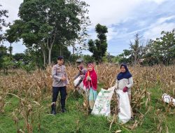 Bhabinkamtibmas Bripka Tenri Lesang Hadiri Panen Jagung di Lingkungan Harapan Bukaka