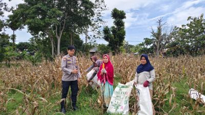 Bhabinkamtibmas Bripka Tenri Lesang Hadiri Panen Jagung di Lingkungan Harapan Bukaka