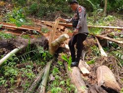 ‎Personel Polsek Lappariaja Datangi TKP Penebangan Pohon Tanpa Izin Pemilik