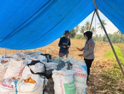 Dukung Ketahanan Pangan di Wilayah Binaannya, Ibu Bhabin Panen Jagung bersama Warga