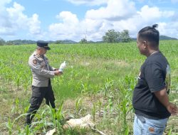 Kapolsek Ponre Terjun Langsung Lakukan Pengecekan terhadap Lahan Jagung PTPN PG Aarasoe di Desa Bolli