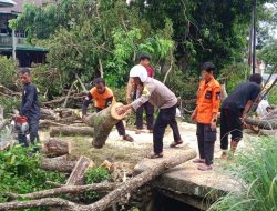 Pohon Tumbang Tutup Akses Jalan, Bhabinkamtibmas dan BPBD Sigap Lakukan Evakuasi