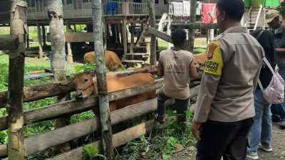 ‎Bhabinkamtibmas Lakukan Pendampingan Dinas Peternakan dalam Vaksinasi Ternak