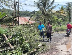 Aksi Cepat Polsek Kajuara Evakuasi Pohon Tumbang