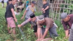 Rayakan Hari Raya Idul Adha 1447 H, Polsek Cenrana Bersama Warga Lakukan Pemotongan Hewan Kurban