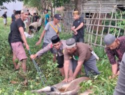 Rayakan Hari Raya Idul Adha 1447 H, Polsek Cenrana Bersama Warga Lakukan Pemotongan Hewan Kurban