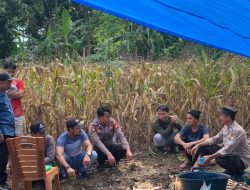 Tampung Keluh Kesah, Kanit Binmas dan Bhabinkamtibmas Di Amali Sambangi Petani Jagung