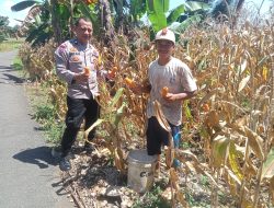 Polsek Awangpone Panen Jagung Bersama Warga di Desa Cakke Bone
